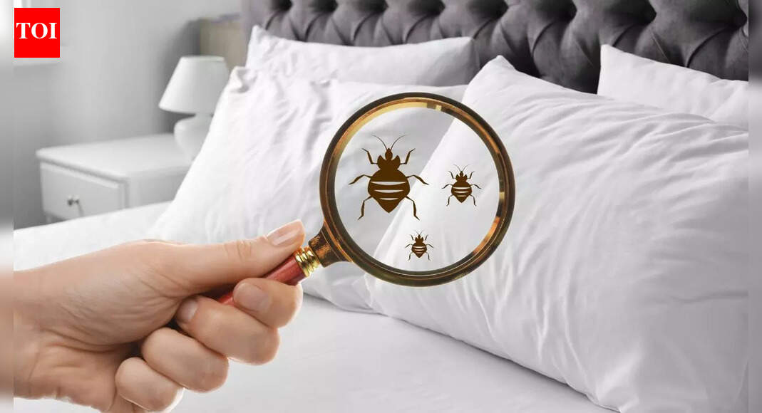 12 practical ways to keep bugs out of your home while you are on vacation |