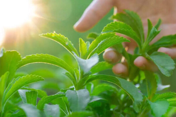 How to grow stevia at home for natural sweetness all year round |