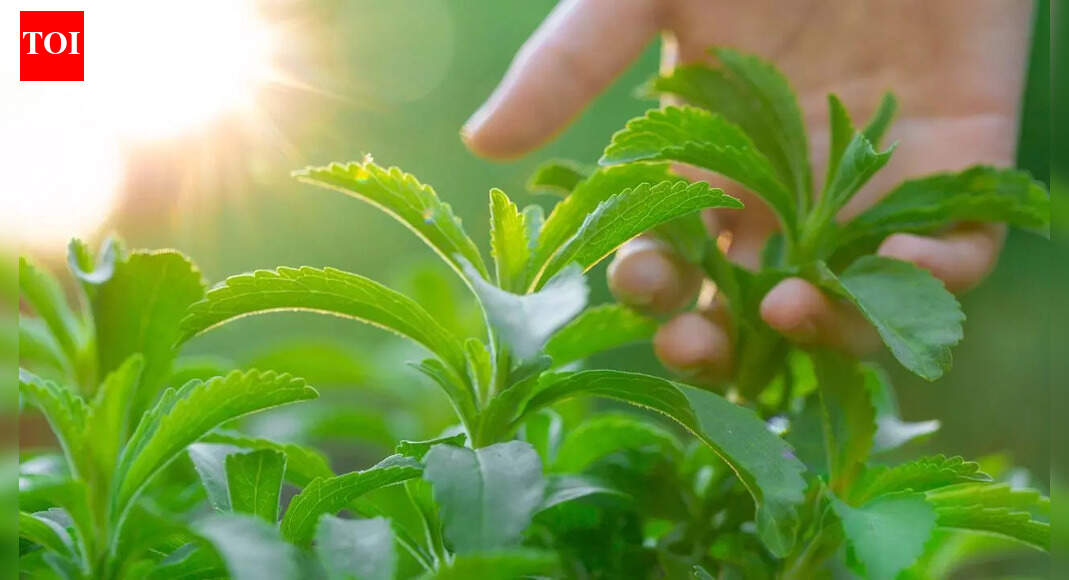 How to grow stevia at home for natural sweetness all year round |