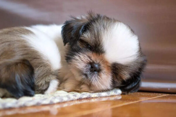 5 dogs that sleep the most; number 1 barely moves for hours |