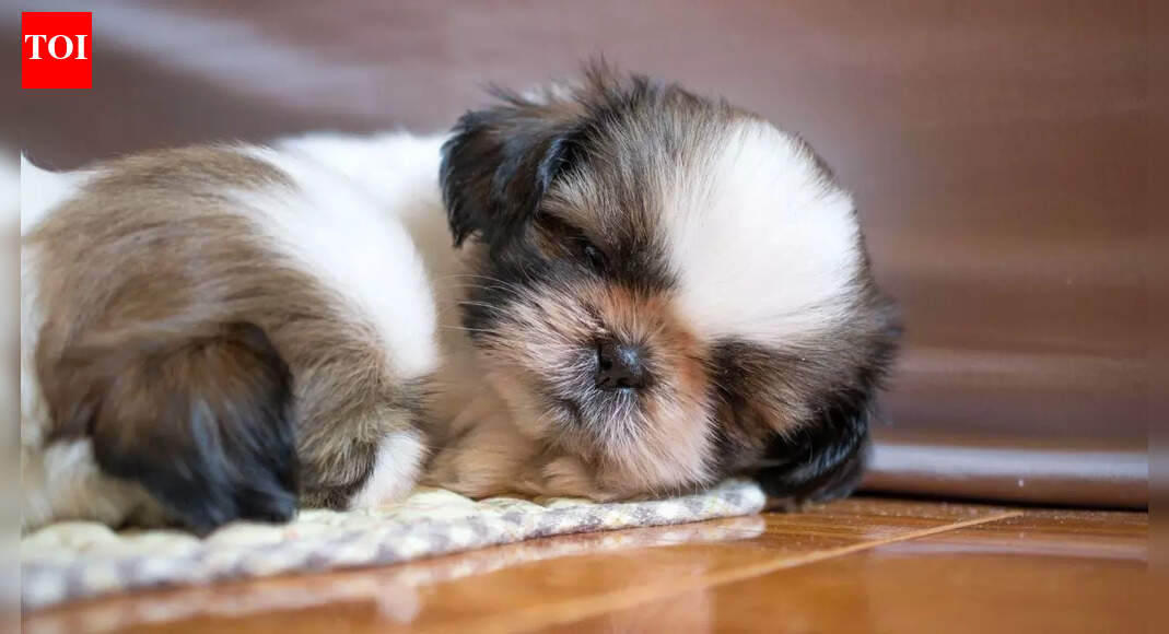 5 dogs that sleep the most; number 1 barely moves for hours |