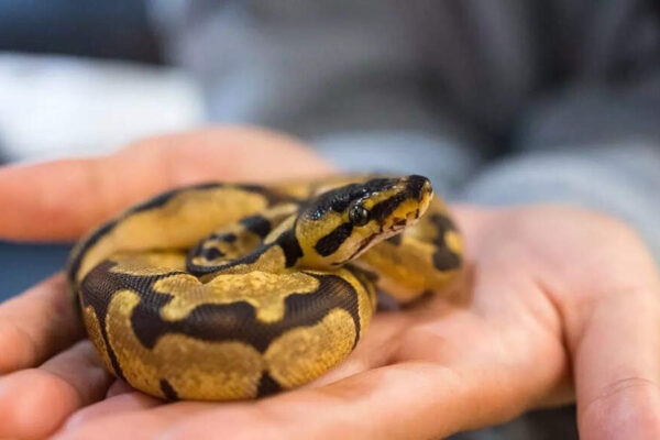 Do snakes feel attached to their owner and form a quiet bond |