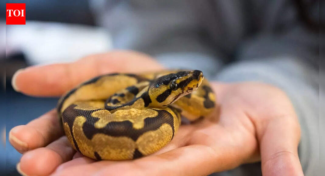 Do snakes feel attached to their owner and form a quiet bond |
