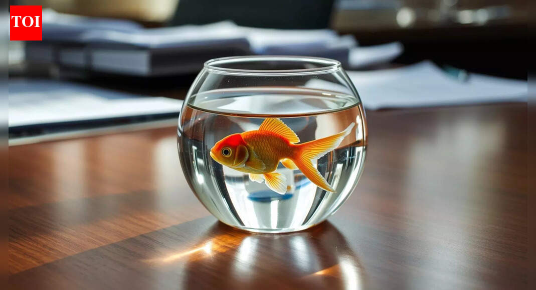 Keeping a goldfish on your office desk may be harming it more than you realise |