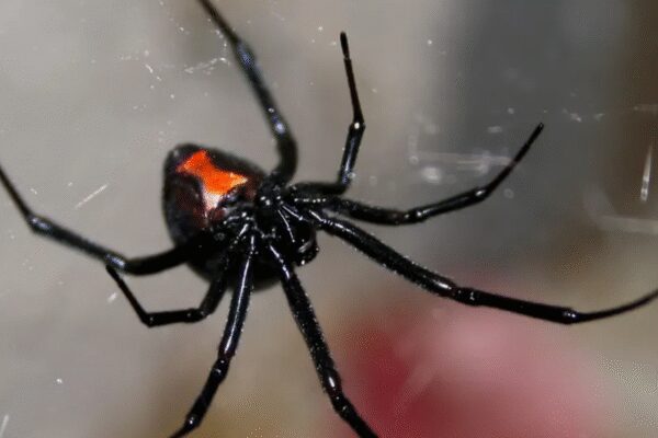 Extreme attempt to ‘get high’: Woman injects black widow venom and ends up in ICU |