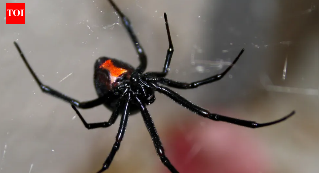 Extreme attempt to ‘get high’: Woman injects black widow venom and ends up in ICU |