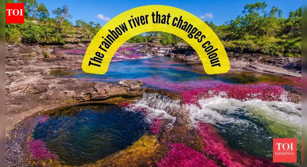 This rare river changes colour every year and is situated in this part of the world…