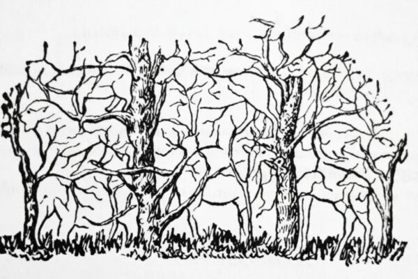 Optical illusion: The first animal you spot isn’t a personality test, but it says something about how you think