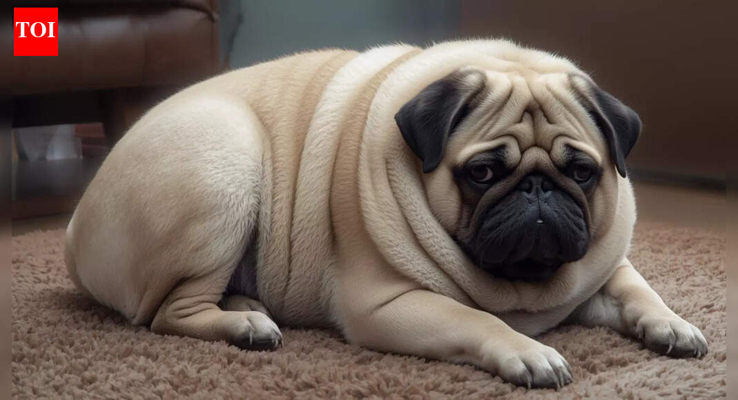 8 dogs that are more prone to obesity than other dogs |