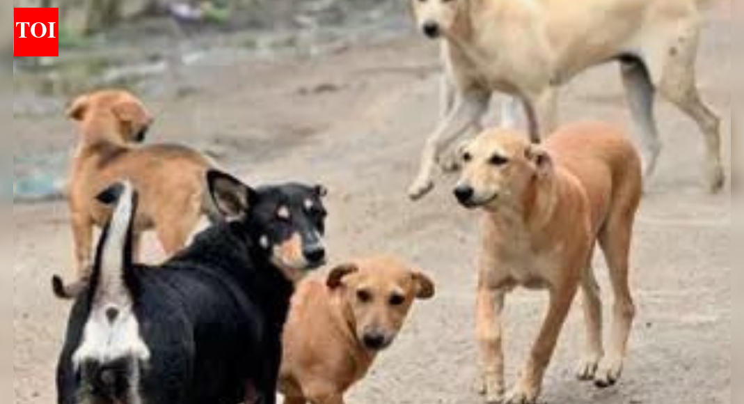 Stray dog (Representative image) NEW DELHI: National Medical Commission has directed all govt and private medical colleges and institutions to maintain a mandatory stock of anti-rabies vaccine (ARV) and rabies immunoglobulin (RIG) at all times, in a move that follows SC directions requiring hospitals to ensure timely and complete treatment of dog-bite victims.ARV helps body develop immunity against rabies virus after exposure, while RIG provides immediate antibodies in severe or high-risk bites, offering protection until vaccine takes effect.NMC has instructed principals, deans and heads of medical colleges and institutions to implement measures outlined by Union health secretary Punya Salila Srivastava, conveying SC’s time-bound directions to states, UTs and central authorities.SC, in its suo motu case – based on a TOI report “City Hounded by Strays, Kids Pay Price” published on July 28, 2025 – flagged rising dog-bite incidents within schools, hospitals and public institutions and ordered steps to secure premises.As reflected in NMC notice, uninterrupted availability of ARV and RIG has been mandated for all govt and private hospitals. SC had also ordered that educational institutions, hospitals, medical facilities, sports complexes, bus stands and railway stations be identified and secured through fencing, boundary walls, and similar measures within stipulated timelines.End of ArticleFollow Us On Social MediaVideosCongress Leader Nana Patole’s ‘Rahul Like Ram’ Remark Sparks Row; BJP Hits BackWest Bengal SIR Brings Home A Man Presumed Dead For 28 Years In UP’s MuzaffarnagarIndia And Pakistan Exchange List Of Nuclear Installations Under 1988 Agreement‘Vote Theft In Bengal’: TMC MP Abhishek Banerjee Slams ECI Over SIR, BJP Fires Back180 Kmph While You Sleep! India’s Latest Vande Bharat Sleeper Marks New Era. Check Fares, FeaturesBJP Leader Attacks Shah Rukh Khan Over KKR’s Bangladeshi Cricketer Amid Hindu Lynching in BangladeshRajnath Singh Links Lord Ram’s Ethics To Operation Sindoor, Says India Fought Terror With DignityCleanliness Crown Cracks As Indore Loses 13 Lives To Poisoned Water And Administrative Lapses’India Belongs To Everyone’: RSS Chief Mohan Bhagwat After Tripura Student Dies In Racial AttackIndia’s Silent Warriors On Kartavya Path Bring Army’s Battle-Tested Animals To Republic Day Parade123PhotostoriesHow to make Banana Almond Cake in a pressure cookerVande Bharat Sleeper Train Launch Soon On This Route! Indian Railways’ New Train Better Than Rajdhani – Check Photos, Ticket Price & Top 10 Facts10 iconic dishes the Mughals gave to IndiaCalcium isn’t enough: The bone mineral women forgetKidney damage: 10 symptoms of kidney problems people mistake for dehydration3 bitter truths about packaged foods you didn’t knowInside ‘Bigg Boss 19’ fame Ashnoor Kaur’s tech-savvy Mumbai homeFrom Arjun Tendulkar-Saaniya Chandhok to Taylor Swift-Travis Kelce: 5 most-anticipated celebrity weddings of 2026How to make Hara Bhara Kebab for evening snackingTV celebs like Ashnoor Kaur, Hina Khan are welcoming 2026 with open arms in unique ways; here’s how – See Inside123Hot PicksSaudi Strike YemenPAN-Aadhaar link statusBank holiday New YearGold rate todayIncome Tax RefundBahrain Golden Visa 2025Bank Holidays DecemberTop TrendingJustin Thomas Net WorthWWE Star Nikki BellaCardi BCeeDee Lamb Luxury Car CollectionStefon DiggsCaitlin ClarkTom BradyMicah Parsons vs CeeDee Lamb Net WorthNHL Injury UpdateVanessa Bryant