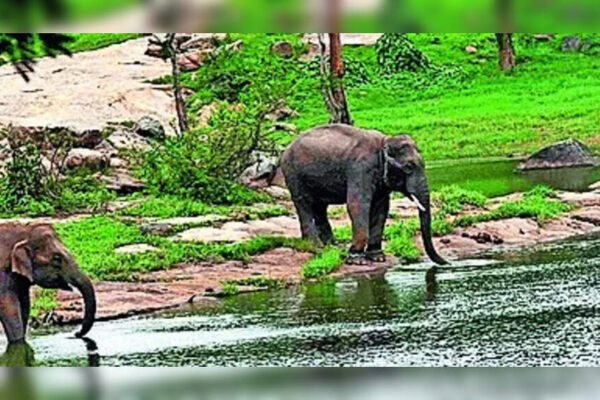 Representational image BENGALURU: Following a dispute mirroring the Aravalli controversy, members of a Supreme Court-appointed panel will inspect Bannerghatta National Park Friday after a plea against a 2018 govt move to cut the eco-sensitive zone (ESZ) around Bengaluru’s green backyard. The park is facing pressure from mining and real estate interests eyeing its contiguous landscape. At the core of the standoff is govt’s move to drastically shrink ESZ from 268.9sqkm to 168.8sqkm and curtail its width from 4km to just 1km.A group of citizens and activists led by K Belliappa had approached Supreme Court in May 2025, arguing the reduction undermines the purpose of an ESZ. On Friday, members of the Supreme Court-appointed Central Empowered Committee (CEC), led by Chandra Prakash Goyal, will survey the park and speak to senior Karnataka officials, including the chief secretary, to assess the ecological impact of the reduction. Vanishing buffer In a preliminary notification in June 2016, the Union environment ministry had in consultation with the state proposed declaring 268.9sqkm around BNP as ESZ. However, the final notification of Nov 2018 sharply curtailed the protected area – a decision the petitioners alleged was influenced by real estate developers and mining and quarrying interests. They contended that several ecologically sensitive pockets surrounding well-documented elephant corridors were excluded from the final notification. Kiran Urs, a member of the Bannerghatta Nature Conservation Trust (BNCT), said ESZ reduction appeared to be an attempt to legitimise existing ecological violations. “The pockets excluded from the final notification contain active quarries, and there were efforts to build a township along the boundary, which will inevitably exert immense pressure on the ecosystem,” Urs alleged. Somashekhar, a farmer from Kaduchikkanahalli near the park, claimed he came under pressure to sell his land even after the final ESZ notification. “However, I continue to hold my land and grow ragi,” he said. Keerthan Reddy of BNCT described the park as one of the best ecological gifts for a burgeoning Bengaluru. “No other city can boast this vast green landscape in its backyard, dotted with a salubrious population of tigers, elephants, leopards, and countless other species of flora and fauna. The city is already witness to rising incidents of human-animal conflict, and violations like these would only add to the problem,” Reddy cautioned.About the AuthorNiranjan KaggereNiranjan Kaggere is a Senior Assistant Editor with over 20 years of experience and adept at writing, reporting on wide range of issues that affect society. Passionate about reporting on environment, wildlife, energy, history & state secretariat, his news reports deliver in-depth, engaging content to diverse audiences. In free time, Niranjan sets out to forest, farms exploring the natural world.Read MoreEnd of ArticleFollow Us On Social MediaVideosCongress Leader Nana Patole’s ‘Rahul Like Ram’ Remark Sparks Row; BJP Hits BackWest Bengal SIR Brings Home A Man Presumed Dead For 28 Years In UP’s MuzaffarnagarIndia And Pakistan Exchange List Of Nuclear Installations Under 1988 Agreement‘Vote Theft In Bengal’: TMC MP Abhishek Banerjee Slams ECI Over SIR, BJP Fires Back180 Kmph While You Sleep! India’s Latest Vande Bharat Sleeper Marks New Era. Check Fares, FeaturesBJP Leader Attacks Shah Rukh Khan Over KKR’s Bangladeshi Cricketer Amid Hindu Lynching in BangladeshRajnath Singh Links Lord Ram’s Ethics To Operation Sindoor, Says India Fought Terror With DignityCleanliness Crown Cracks As Indore Loses 13 Lives To Poisoned Water And Administrative Lapses’India Belongs To Everyone’: RSS Chief Mohan Bhagwat After Tripura Student Dies In Racial AttackIndia’s Silent Warriors On Kartavya Path Bring Army’s Battle-Tested Animals To Republic Day Parade123PhotostoriesHow to make Banana Almond Cake in a pressure cookerVande Bharat Sleeper Train Launch Soon On This Route! Indian Railways’ New Train Better Than Rajdhani – Check Photos, Ticket Price & Top 10 Facts10 iconic dishes the Mughals gave to IndiaCalcium isn’t enough: The bone mineral women forgetKidney damage: 10 symptoms of kidney problems people mistake for dehydration3 bitter truths about packaged foods you didn’t knowInside ‘Bigg Boss 19’ fame Ashnoor Kaur’s tech-savvy Mumbai homeFrom Arjun Tendulkar-Saaniya Chandhok to Taylor Swift-Travis Kelce: 5 most-anticipated celebrity weddings of 2026How to make Hara Bhara Kebab for evening snackingTV celebs like Ashnoor Kaur, Hina Khan are welcoming 2026 with open arms in unique ways; here’s how – See Inside123Hot PicksSaudi Strike YemenPAN-Aadhaar link statusBank holiday New YearGold rate todayIncome Tax RefundBahrain Golden Visa 2025Bank Holidays DecemberTop TrendingJustin Thomas Net WorthWWE Star Nikki BellaCardi BCeeDee Lamb Luxury Car CollectionStefon DiggsCaitlin ClarkTom BradyMicah Parsons vs CeeDee Lamb Net WorthNHL Injury UpdateVanessa Bryant