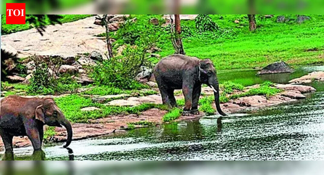 Representational image BENGALURU: Following a dispute mirroring the Aravalli controversy, members of a Supreme Court-appointed panel will inspect Bannerghatta National Park Friday after a plea against a 2018 govt move to cut the eco-sensitive zone (ESZ) around Bengaluru’s green backyard. The park is facing pressure from mining and real estate interests eyeing its contiguous landscape. At the core of the standoff is govt’s move to drastically shrink ESZ from 268.9sqkm to 168.8sqkm and curtail its width from 4km to just 1km.A group of citizens and activists led by K Belliappa had approached Supreme Court in May 2025, arguing the reduction undermines the purpose of an ESZ. On Friday, members of the Supreme Court-appointed Central Empowered Committee (CEC), led by Chandra Prakash Goyal, will survey the park and speak to senior Karnataka officials, including the chief secretary, to assess the ecological impact of the reduction. Vanishing buffer In a preliminary notification in June 2016, the Union environment ministry had in consultation with the state proposed declaring 268.9sqkm around BNP as ESZ. However, the final notification of Nov 2018 sharply curtailed the protected area – a decision the petitioners alleged was influenced by real estate developers and mining and quarrying interests. They contended that several ecologically sensitive pockets surrounding well-documented elephant corridors were excluded from the final notification. Kiran Urs, a member of the Bannerghatta Nature Conservation Trust (BNCT), said ESZ reduction appeared to be an attempt to legitimise existing ecological violations. “The pockets excluded from the final notification contain active quarries, and there were efforts to build a township along the boundary, which will inevitably exert immense pressure on the ecosystem,” Urs alleged. Somashekhar, a farmer from Kaduchikkanahalli near the park, claimed he came under pressure to sell his land even after the final ESZ notification. “However, I continue to hold my land and grow ragi,” he said. Keerthan Reddy of BNCT described the park as one of the best ecological gifts for a burgeoning Bengaluru. “No other city can boast this vast green landscape in its backyard, dotted with a salubrious population of tigers, elephants, leopards, and countless other species of flora and fauna. The city is already witness to rising incidents of human-animal conflict, and violations like these would only add to the problem,” Reddy cautioned.About the AuthorNiranjan KaggereNiranjan Kaggere is a Senior Assistant Editor with over 20 years of experience and adept at writing, reporting on wide range of issues that affect society. Passionate about reporting on environment, wildlife, energy, history & state secretariat, his news reports deliver in-depth, engaging content to diverse audiences. In free time, Niranjan sets out to forest, farms exploring the natural world.Read MoreEnd of ArticleFollow Us On Social MediaVideosCongress Leader Nana Patole’s ‘Rahul Like Ram’ Remark Sparks Row; BJP Hits BackWest Bengal SIR Brings Home A Man Presumed Dead For 28 Years In UP’s MuzaffarnagarIndia And Pakistan Exchange List Of Nuclear Installations Under 1988 Agreement‘Vote Theft In Bengal’: TMC MP Abhishek Banerjee Slams ECI Over SIR, BJP Fires Back180 Kmph While You Sleep! India’s Latest Vande Bharat Sleeper Marks New Era. Check Fares, FeaturesBJP Leader Attacks Shah Rukh Khan Over KKR’s Bangladeshi Cricketer Amid Hindu Lynching in BangladeshRajnath Singh Links Lord Ram’s Ethics To Operation Sindoor, Says India Fought Terror With DignityCleanliness Crown Cracks As Indore Loses 13 Lives To Poisoned Water And Administrative Lapses’India Belongs To Everyone’: RSS Chief Mohan Bhagwat After Tripura Student Dies In Racial AttackIndia’s Silent Warriors On Kartavya Path Bring Army’s Battle-Tested Animals To Republic Day Parade123PhotostoriesHow to make Banana Almond Cake in a pressure cookerVande Bharat Sleeper Train Launch Soon On This Route! Indian Railways’ New Train Better Than Rajdhani – Check Photos, Ticket Price & Top 10 Facts10 iconic dishes the Mughals gave to IndiaCalcium isn’t enough: The bone mineral women forgetKidney damage: 10 symptoms of kidney problems people mistake for dehydration3 bitter truths about packaged foods you didn’t knowInside ‘Bigg Boss 19’ fame Ashnoor Kaur’s tech-savvy Mumbai homeFrom Arjun Tendulkar-Saaniya Chandhok to Taylor Swift-Travis Kelce: 5 most-anticipated celebrity weddings of 2026How to make Hara Bhara Kebab for evening snackingTV celebs like Ashnoor Kaur, Hina Khan are welcoming 2026 with open arms in unique ways; here’s how – See Inside123Hot PicksSaudi Strike YemenPAN-Aadhaar link statusBank holiday New YearGold rate todayIncome Tax RefundBahrain Golden Visa 2025Bank Holidays DecemberTop TrendingJustin Thomas Net WorthWWE Star Nikki BellaCardi BCeeDee Lamb Luxury Car CollectionStefon DiggsCaitlin ClarkTom BradyMicah Parsons vs CeeDee Lamb Net WorthNHL Injury UpdateVanessa Bryant