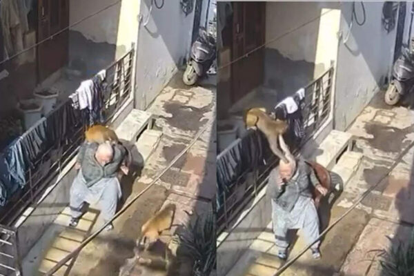 Monkey mayhem in Bahadurgarh: Elderly woman ambushed, bitten multiple times; CCTV shocks town
