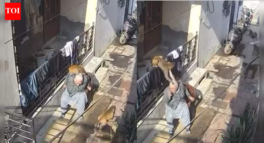 Monkey mayhem in Bahadurgarh: Elderly woman ambushed, bitten multiple times; CCTV shocks town