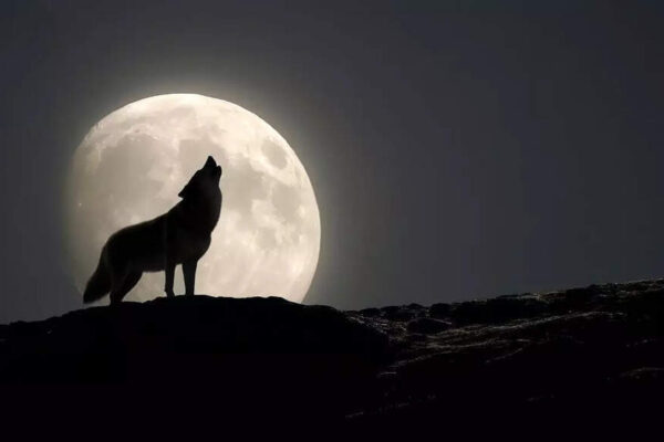 Wolf Supermoon 2026 to light up the skies this weekend: Best time to watch, meaning behind the name and why this year is rare |
