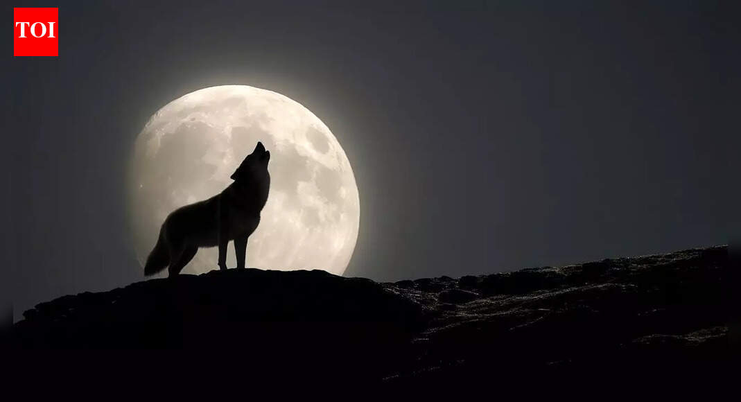 Wolf Supermoon 2026 to light up the skies this weekend: Best time to watch, meaning behind the name and why this year is rare |