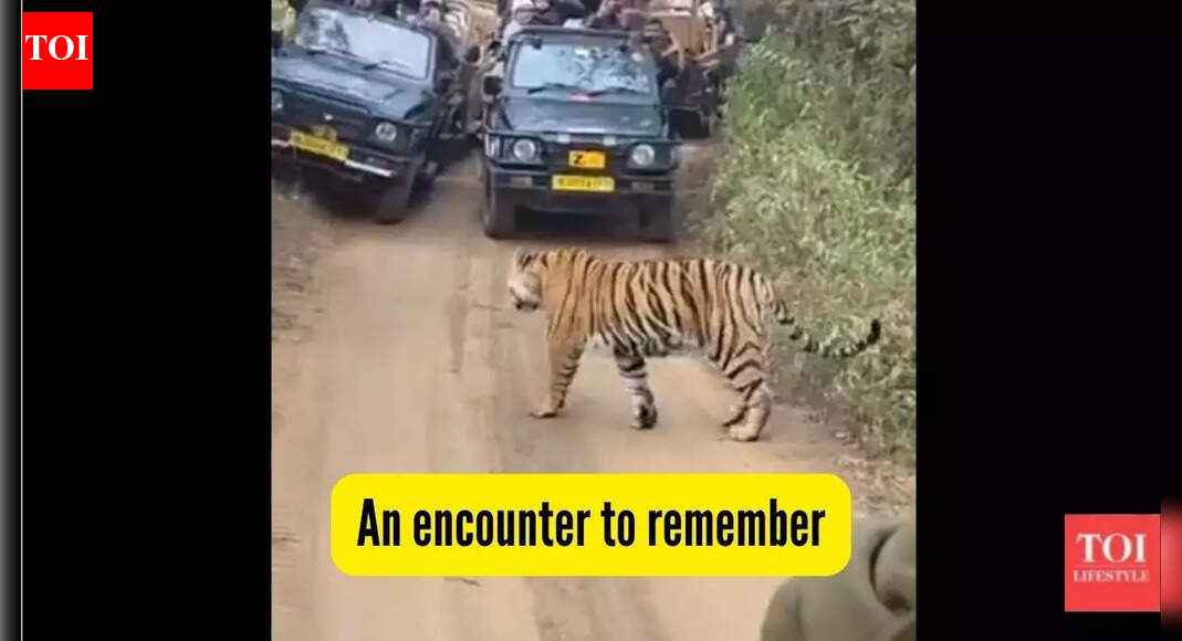 What happened when a tiger came in front of Priyanka Gandhi’s vehicle at Ranthambore National Park