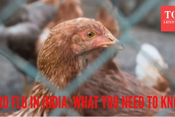 Bird flu outbreak in India: Early symptoms, preventive tips to know |