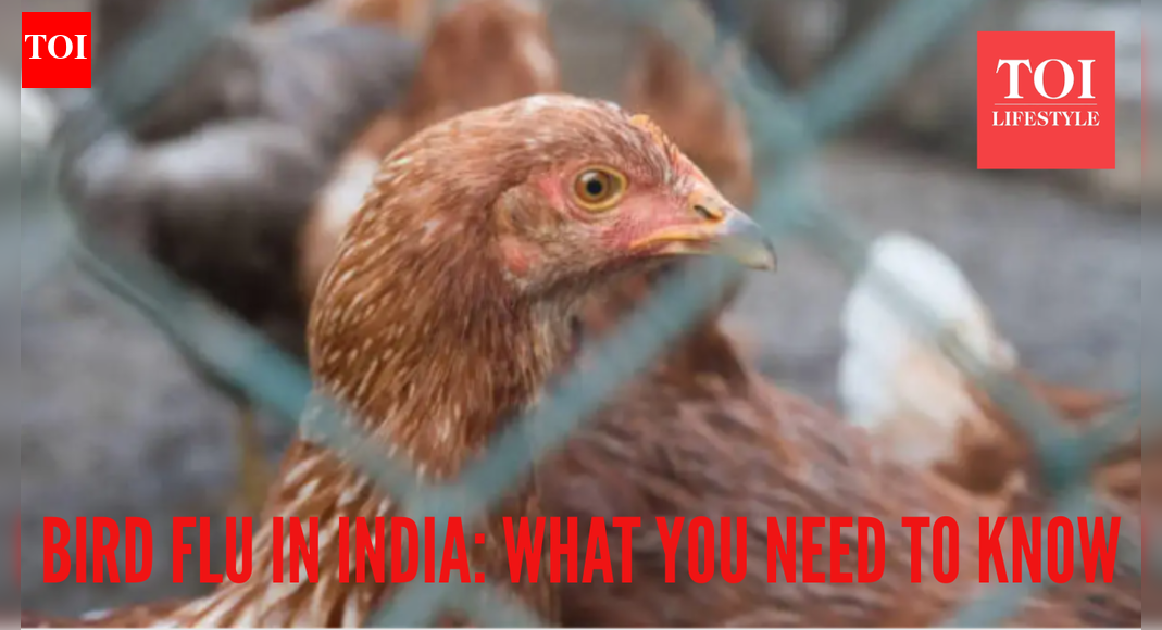 Bird flu outbreak in India: Early symptoms, preventive tips to know |