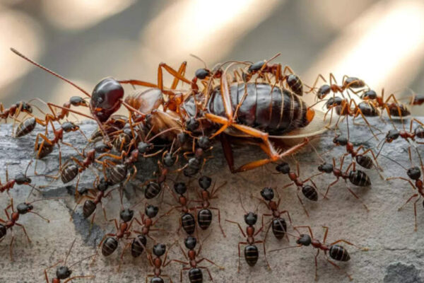 Why lizards, rats, cockroaches, ants and spiders show up in your home during winter and how to get rid of them |