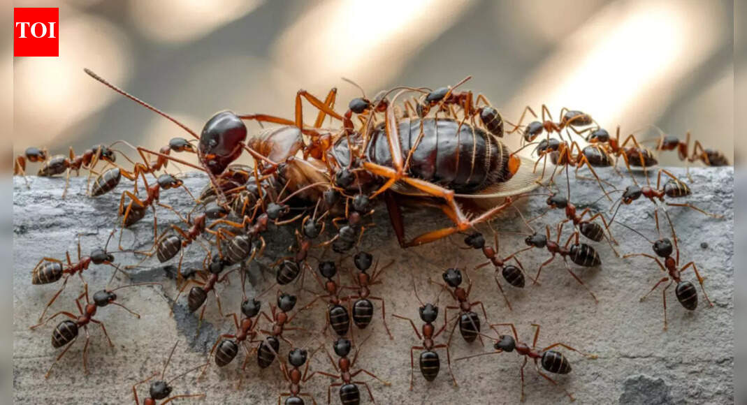 Why lizards, rats, cockroaches, ants and spiders show up in your home during winter and how to get rid of them |