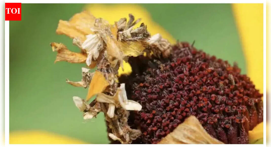 Optical illusion: Can you spot the hidden caterpillar in this clever camouflage photo?