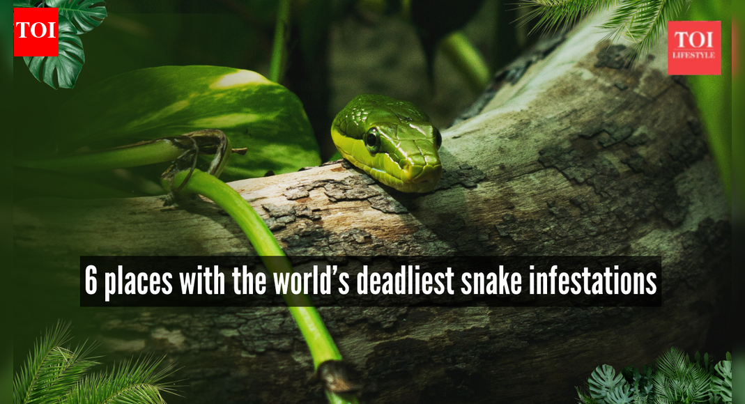 6 places where the world’s deadliest snakes are found