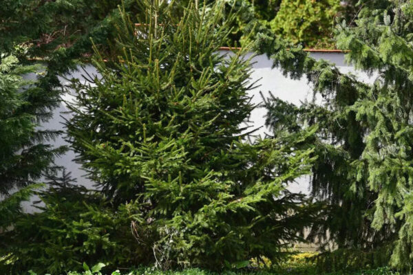 The tree that grows gold: Scientists explain how hidden microbes inside living plants are turning dissolved ions into solid metal