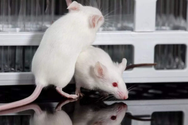 Why do scientists use mice for experiments and how do they mirror human biology