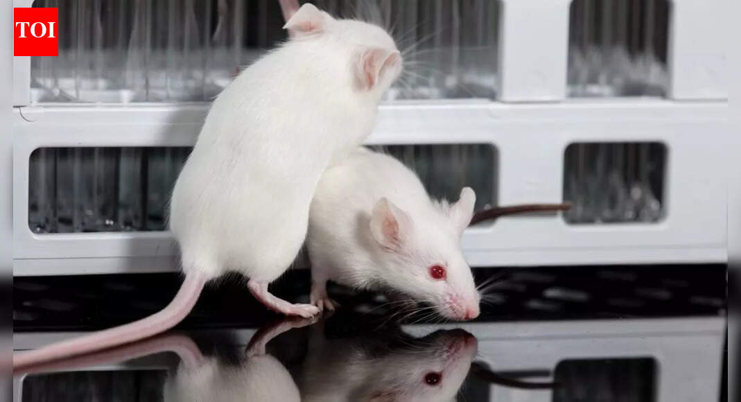 Why do scientists use mice for experiments and how do they mirror human biology