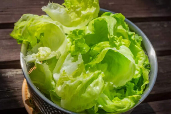 How to store lettuce in the fridge so it stays fresh, crisp, and green |