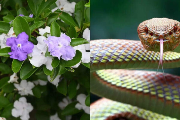Does Raat Rani really attract snakes into your home gardens |