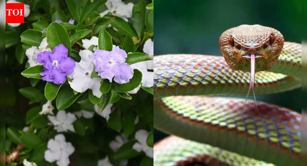 Does Raat Rani really attract snakes into your home gardens |
