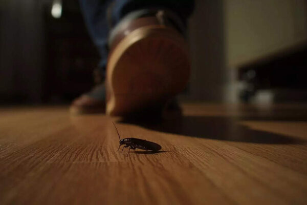 Squashing a cockroach in your home can be dangerous; know the reason |