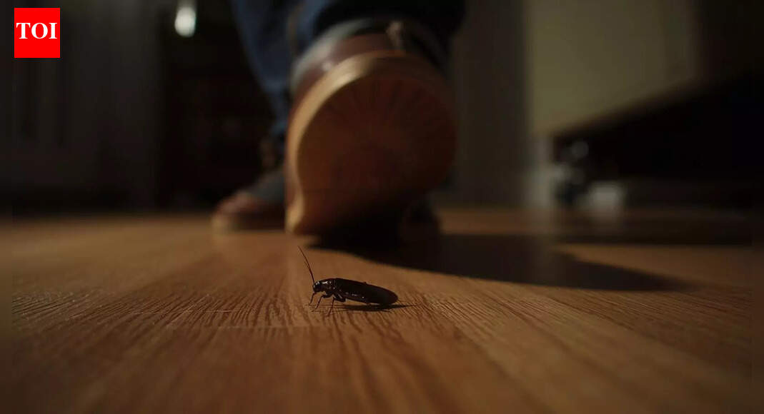 Squashing a cockroach in your home can be dangerous; know the reason |