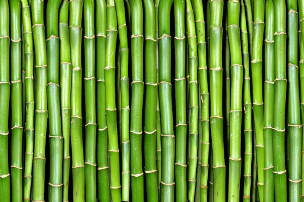 Why planting this bamboo next to your house can become a costly mistake |