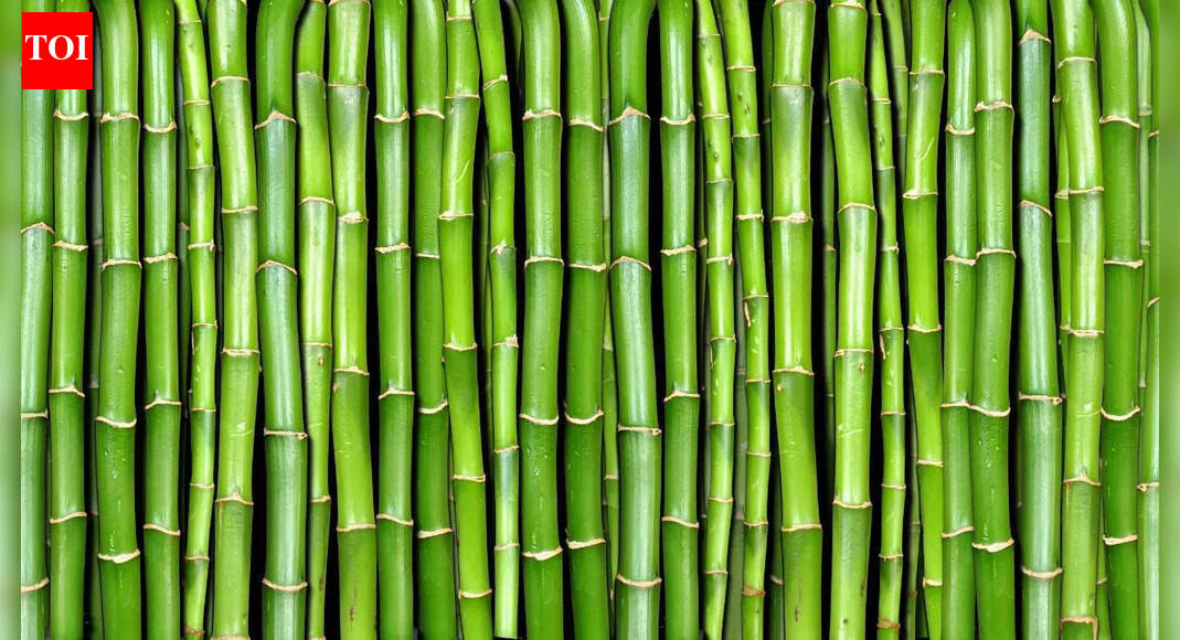 Why planting this bamboo next to your house can become a costly mistake |