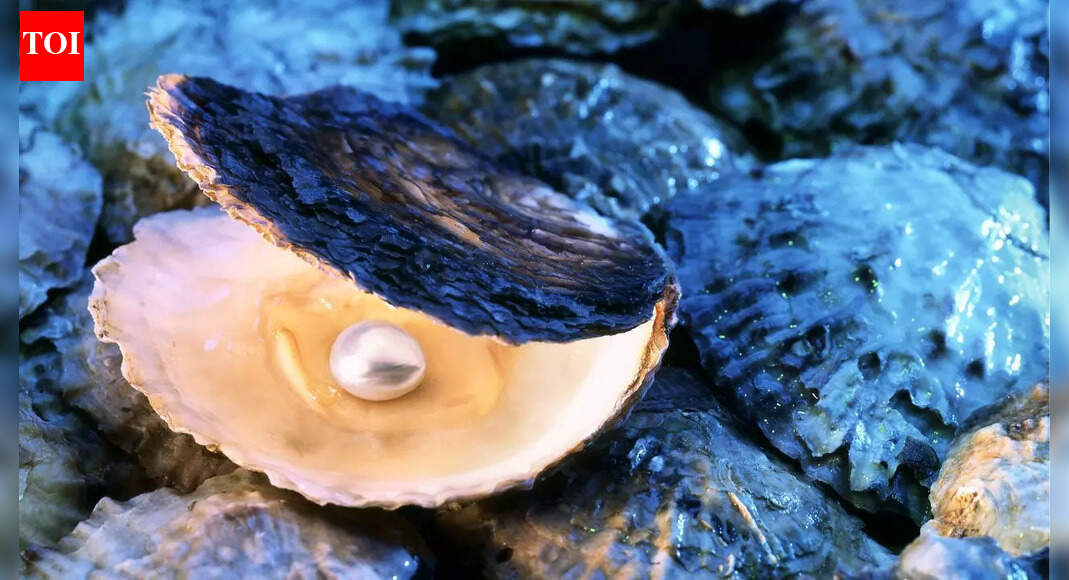 How oysters turn a tiny irritant into a pearl: What really goes on inside the shell