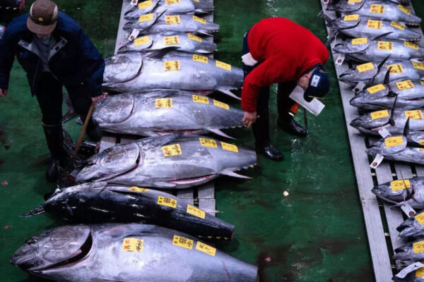 The tuna fish sold for .2 million and it happened before breakfast in Tokyo | World News