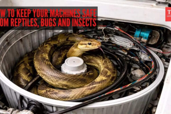 Indian rat snake rescued from inside washing machine in Mumbai: How to keep your machines safe from reptiles, bugs and insects