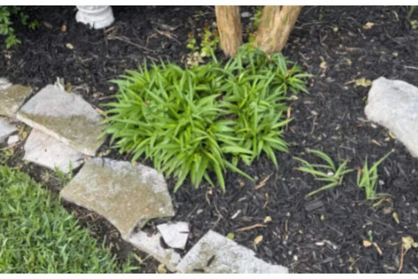 Optical illusion: Can you spot the sneaky snake in this image in under 10 seconds? |