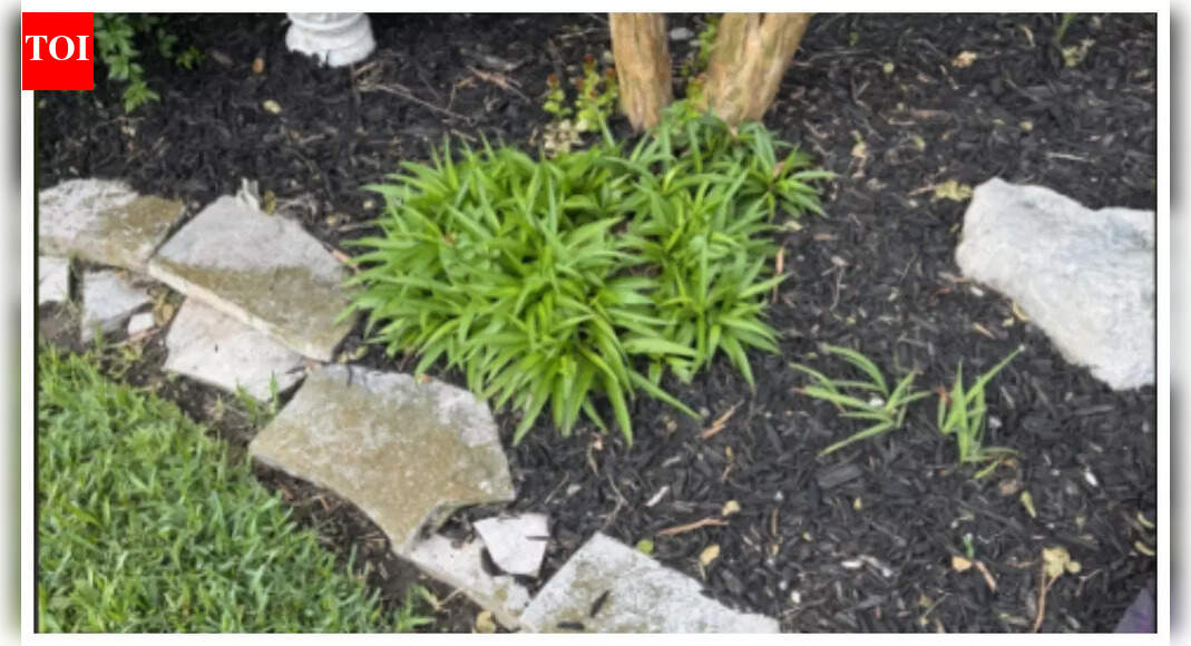 Optical illusion: Can you spot the sneaky snake in this image in under 10 seconds? |