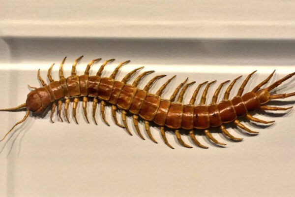 Why you should never kill a centipede in your home |