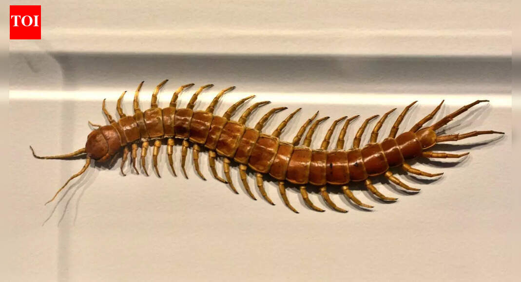 Why you should never kill a centipede in your home |
