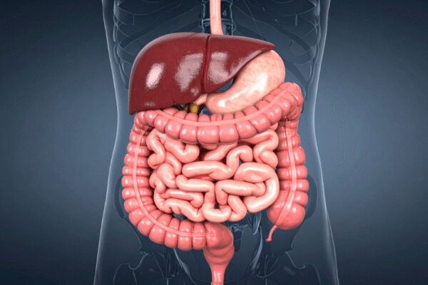 Top gut health foods to add to your diet in 2026
