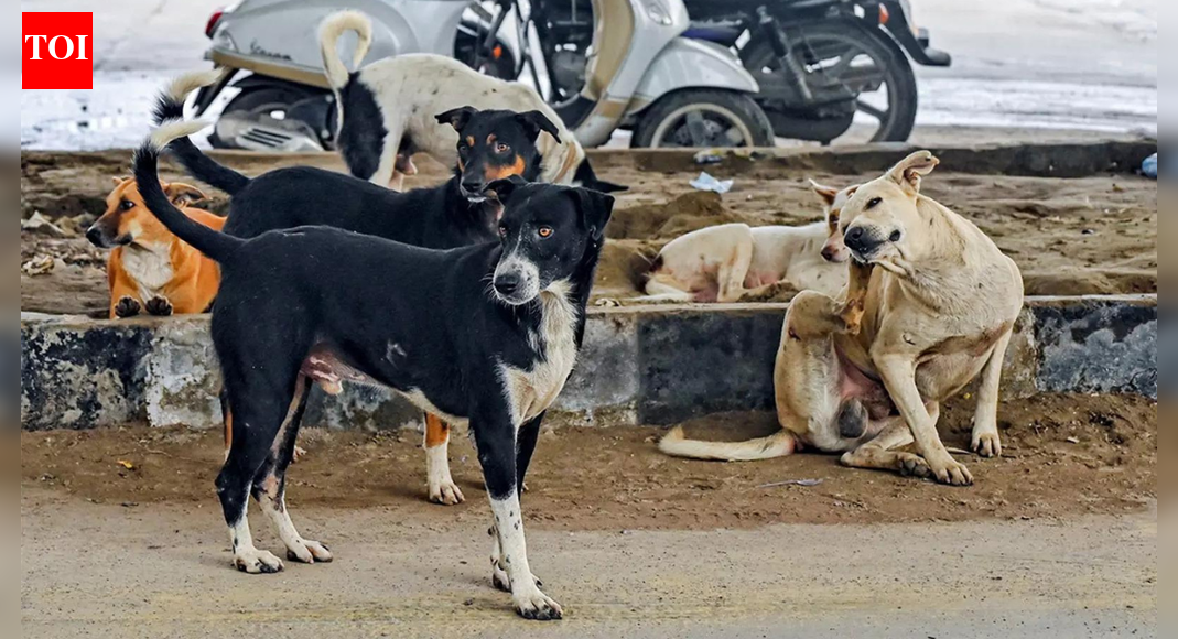 NEW DELHI: The Supreme Court on Tuesday observed the unusually high number of interlocutory applications being filed in the stray dogs case. It also remarked that these many applications are not even seen in human cases.A bench of Justices Vikram Nath and Sandeep Mehta observed this when two lawyers mentioned the interlocutory application filed by them before the court.”So many applications normally don’t even come in cases of humans,” noted Justice Sandeep Mehta.Responding to the hearing request of the transfer petition filed by the lawyers, the court stated that the matter was scheduled to be taken up on Wednesday. It also added that all the pleas connected to the case shall be heard on the same day. The top court further assured that the bench will be hearing all the lawyers.A three-judge special bench of Justices Nath, Mehta and N V Anjaria is slated to hear the case.The stray dogs issue is being examined by the apex court in a suo motu case initiated on July 28 last year, following media reports on a spike in dog bite incidents, particularly cases leading to rabies among children in the national capital.Earlier, on November 7, the Supreme Court had taken note of the “alarming rise” in dog bite incidents within institutional premises such as educational institutions, hospitals and railway stations. It had directed the immediate relocation of stray dogs from such areas to designated shelters after due sterilisation and vaccination.It further clarified that the canines would not be released back at the locations from where they were picked up.The court had also directed authorities to ensure the removal of all cattle and other stray animals from national highways, state highways and expressways. Recurrence of dog bite incidents in institutional areas, the SC said, reflected not just administrative apathy but a “systemic failure” to safeguard these spaces from preventable hazards.About the AuthorTOI News DeskThe TOI News Desk comprises a dedicated and tireless team of journalists who operate around the clock to deliver the most current and comprehensive news and updates to the readers of The Times of India worldwide. With an unwavering commitment to excellence in journalism, our team is at the forefront of gathering, verifying, and presenting breaking news, in-depth analysis, and insightful reports on a wide range of topics. The TOI News Desk is your trusted source for staying informed and connected to the ever-evolving global landscape, ensuring that our readers are equipped with the latest developments that matter most.”Read MoreEnd of ArticleFollow Us On Social MediaVideosHyderabad Techie Murdered In US: Father Denies Love Angle, Seeks Justice Across BordersIndia Speeds Up Chenab Hydropower Projects, Redrawing Indus Rivers Water Control Lines For PakistanPolitical War Erupts After JNU Slogans Target PM Modi Following Umar Khalid Bail Rejection VerdictUS Senator Claims India Cut Russian Oil Buys And Sought Trump Tariff Relief Amid Pressure Bid On OilVHP Calls Out Bangladesh Chief Adviser Yunus’ ‘Empire of Unrest’ After 6 Hindus Killed In 18 DaysPathankot Arrest Of 15-Year-Old Spy Exposes Strategy Of Pakistan ISI Targeting Minors Against IndiaBangladesh Unrest Claims Two More Hindu Lives As Six Killings In 18 Days Raise Minority Safety Fears‘Really Happy For Others’: SC Rejects Umar Khalid’S Bail; Partner Shares His Reaction“Trump’s Interest Is Clear”: Ex-Diplomat Slams Venezuela ActionCPI-M Protests Near Us Consulate In Chennai Over Venezuela Attack123PhotostoriesTimes Sheikh Hamdan bin Mohammed Al Maktoum, the Crown Prince of Dubai, gave a rare glimpse into his life as a fatherCoimbatore Police Rally: 100 patrol vehicles hit city streetsSeychelles Black Parrot to Eclectus Parrot: 10 different types of parrots found across the worldMumbai–Pune expressway’s final gap closes: Missing link set to open May 1, 30-minute faster drives aheadChennai traffic woes to ease: Rs 78 crore Pattabiram ROB flyover completion brings relief to commuters on Tirupati HighwayWhy is Bathua considered so healthy? 8 easy dishes that are super delicious7 reasons why parents should avoid labelling children in familiesWhy are stepwells a beautiful piece of history? From the oldest to the one which is a UNESCO heritage- 5 iconic stepwells5 foods that become unsafe when reheated‘Shark Tank India’ funniest moments: From hilarious pitches and savage roasts123Hot PicksBudget 2026Vande Bharat Sleeper TrainPublic holidays January 2026Gold rate todayUS Visa BondsCigarette tax hikeBank Holidays JanuaryTop TrendingSan Francisco 49ersCardi BQuinn HughesKyle TuckerSidney Crosby LifestyleTyrese Haliburton and Jade Jones Net WorthKevin StefanskiChicago Bulls vs Boston CelticsJohn PyleKevin Durant vs LeBron James Net Worth