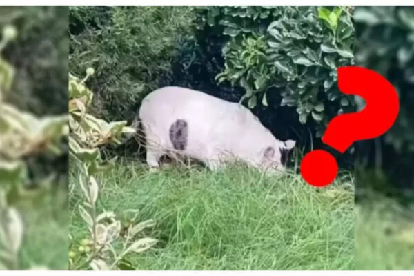 Is this a pig or a cat? This viral optical illusion will have you scratching your head