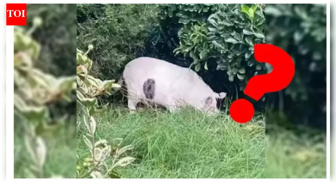 Is this a pig or a cat? This viral optical illusion will have you scratching your head