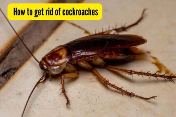 5 effective ways to get rid of kitchen cockroaches — number 3 works wonders! |