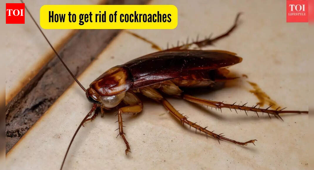 5 effective ways to get rid of kitchen cockroaches — number 3 works wonders! |
